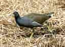鳥類図鑑・バンの写真 5